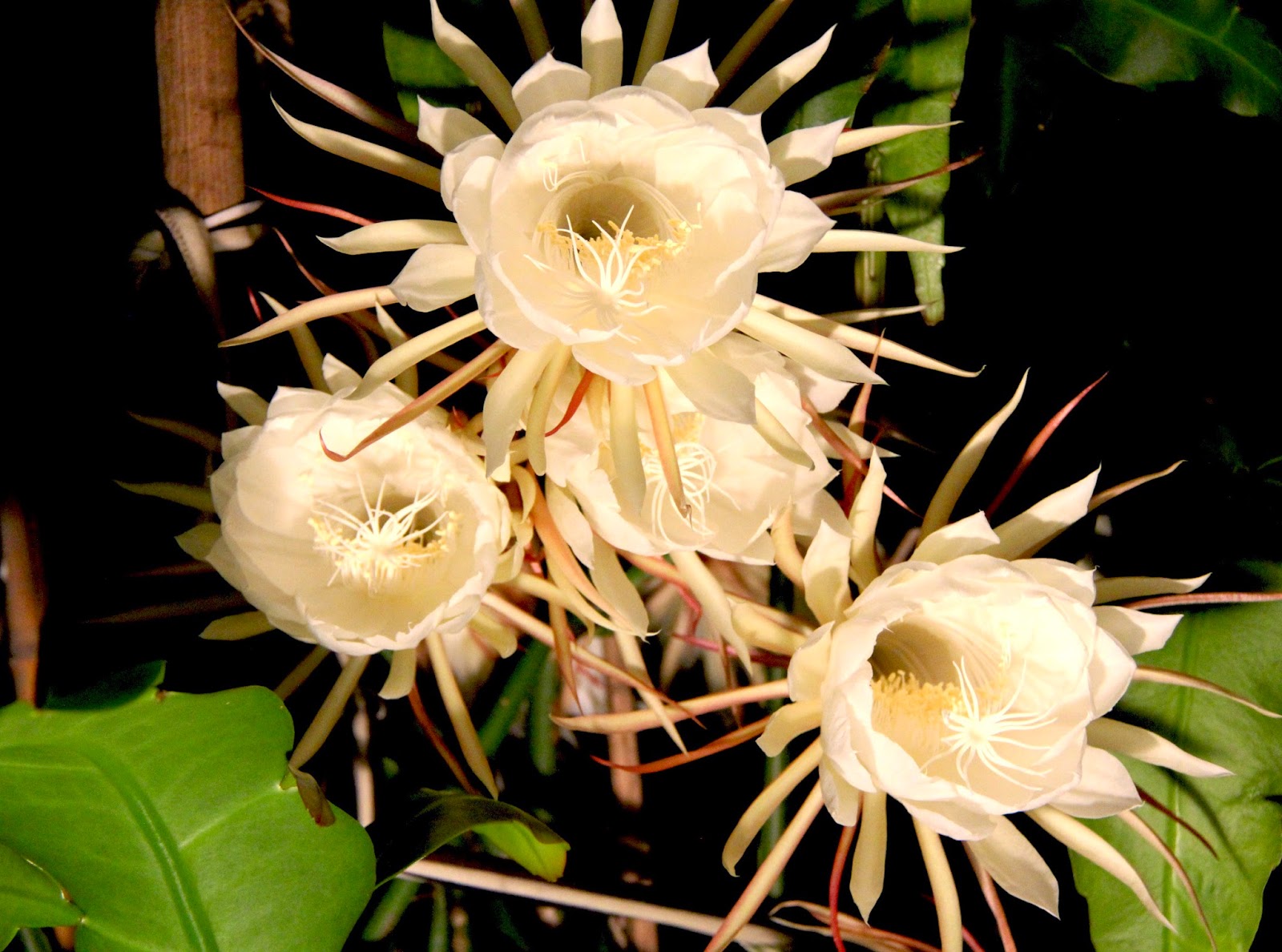 Carmi's Art Queen of The Night The Flower That Rules!