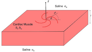 The geometry of a slab of cardiac tissue.