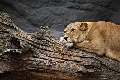 Lion Images Lion Images