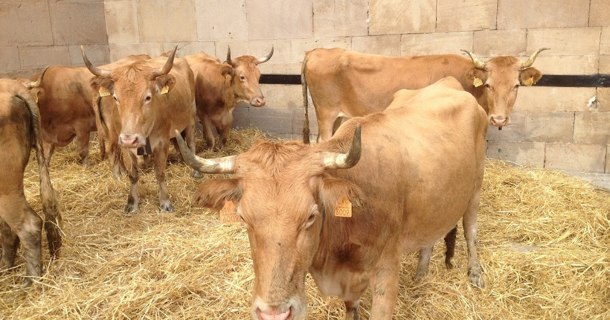 artadia Burguete horses and Pirenaica cattle