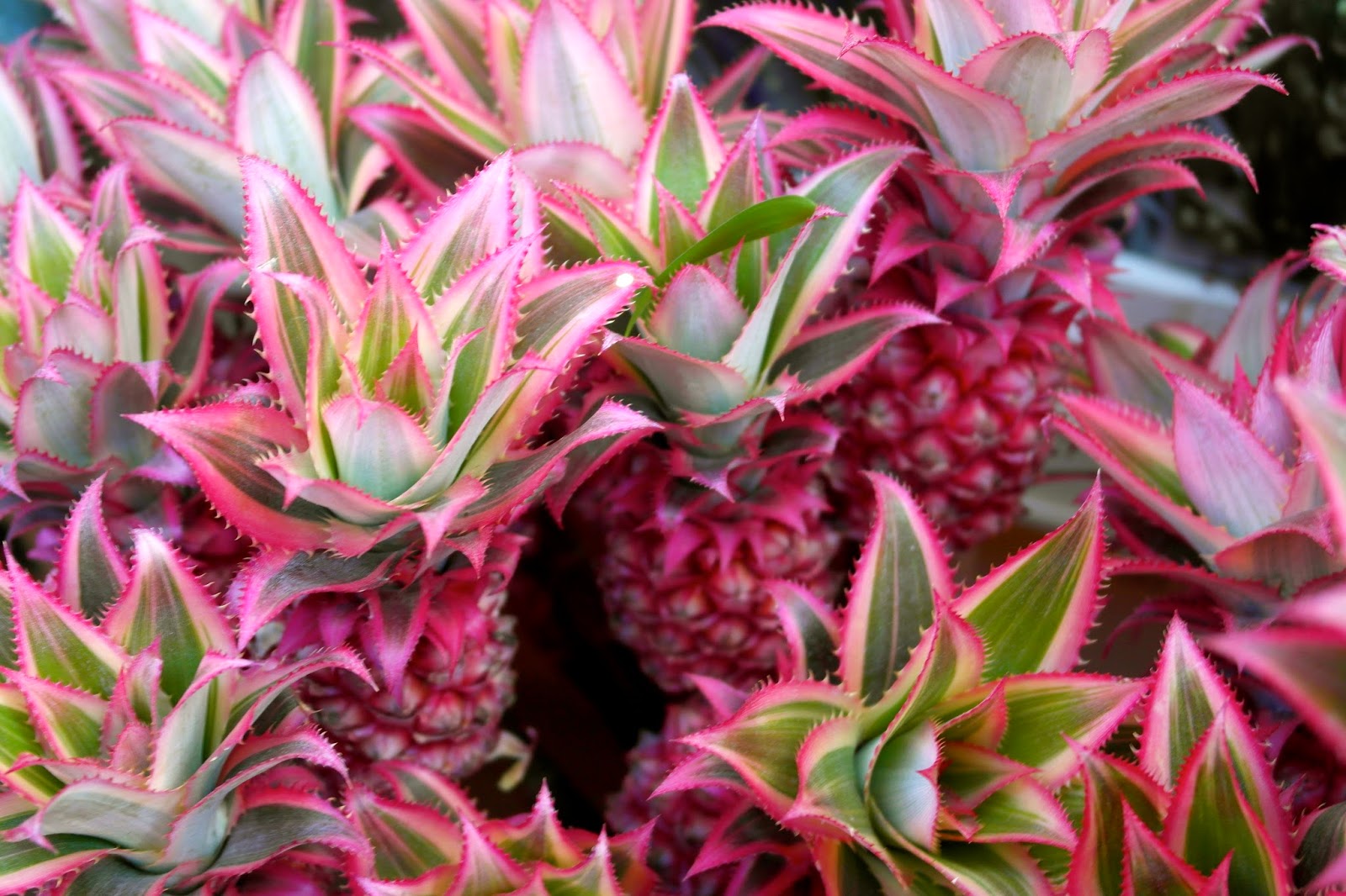 Columbia Road Flower Market 