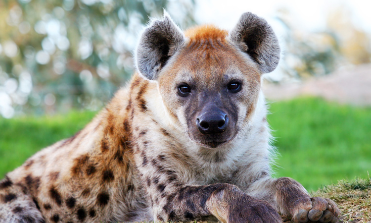 10 Fakta Liar Tentang Hyenas