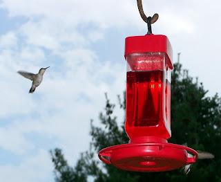 homemade hummingbird nectar without boiling homemade hummingbird nectar without boiling