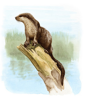 mustelidos prehistoricos Paludolutra