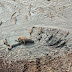 Superfotografías de batalla épica entre hipopótamos y cocodrilos