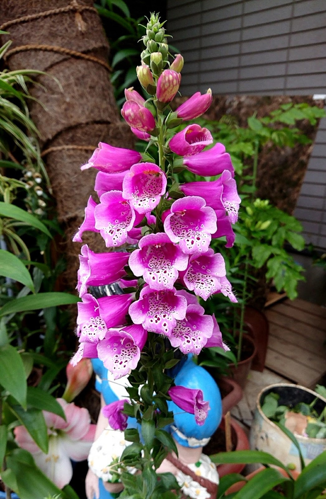 Gracious Doors ダイアリー あ 狐の手袋 きつねのてぶくろ