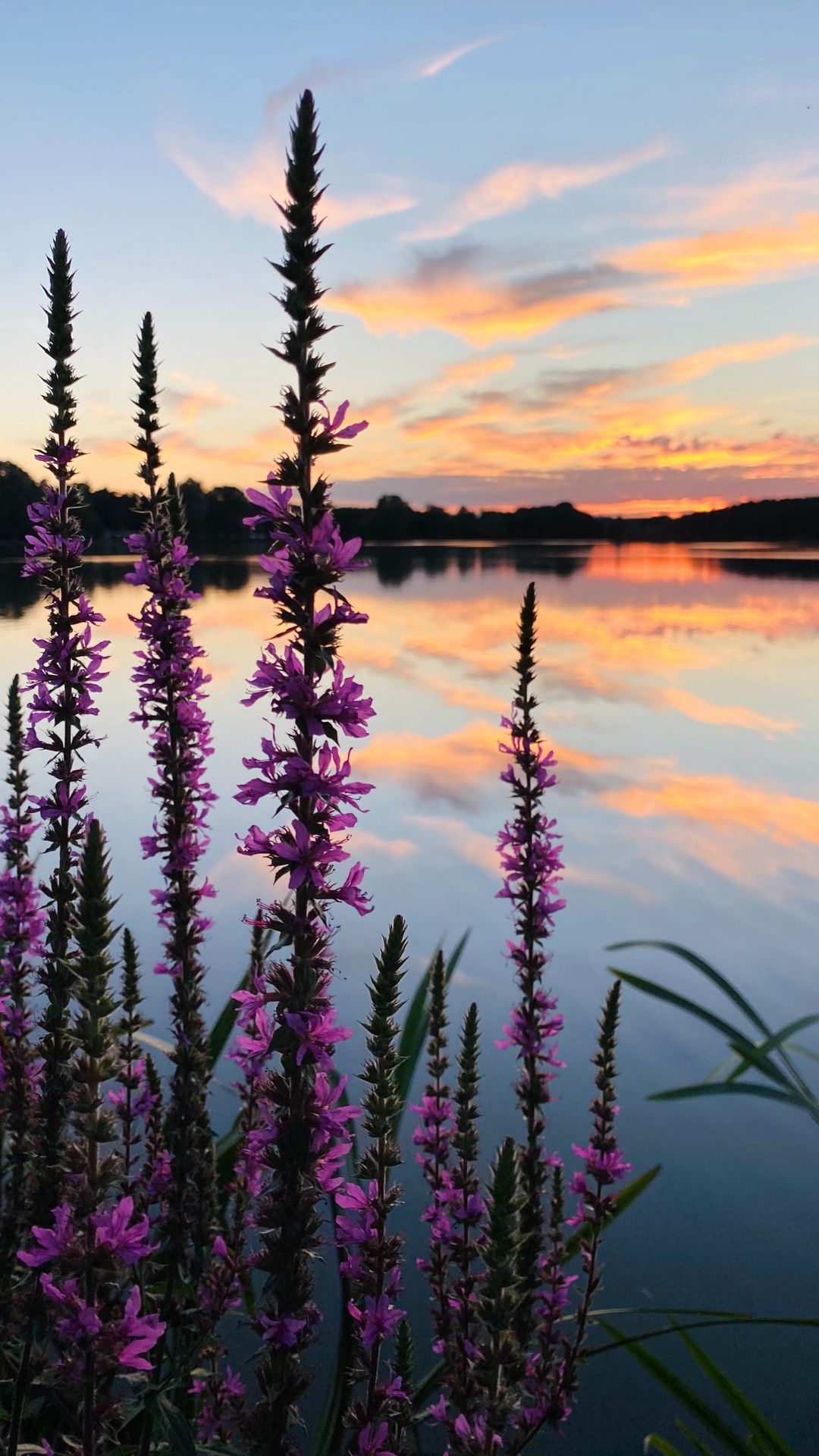 Purple Flowers Lake Sunset Clouds