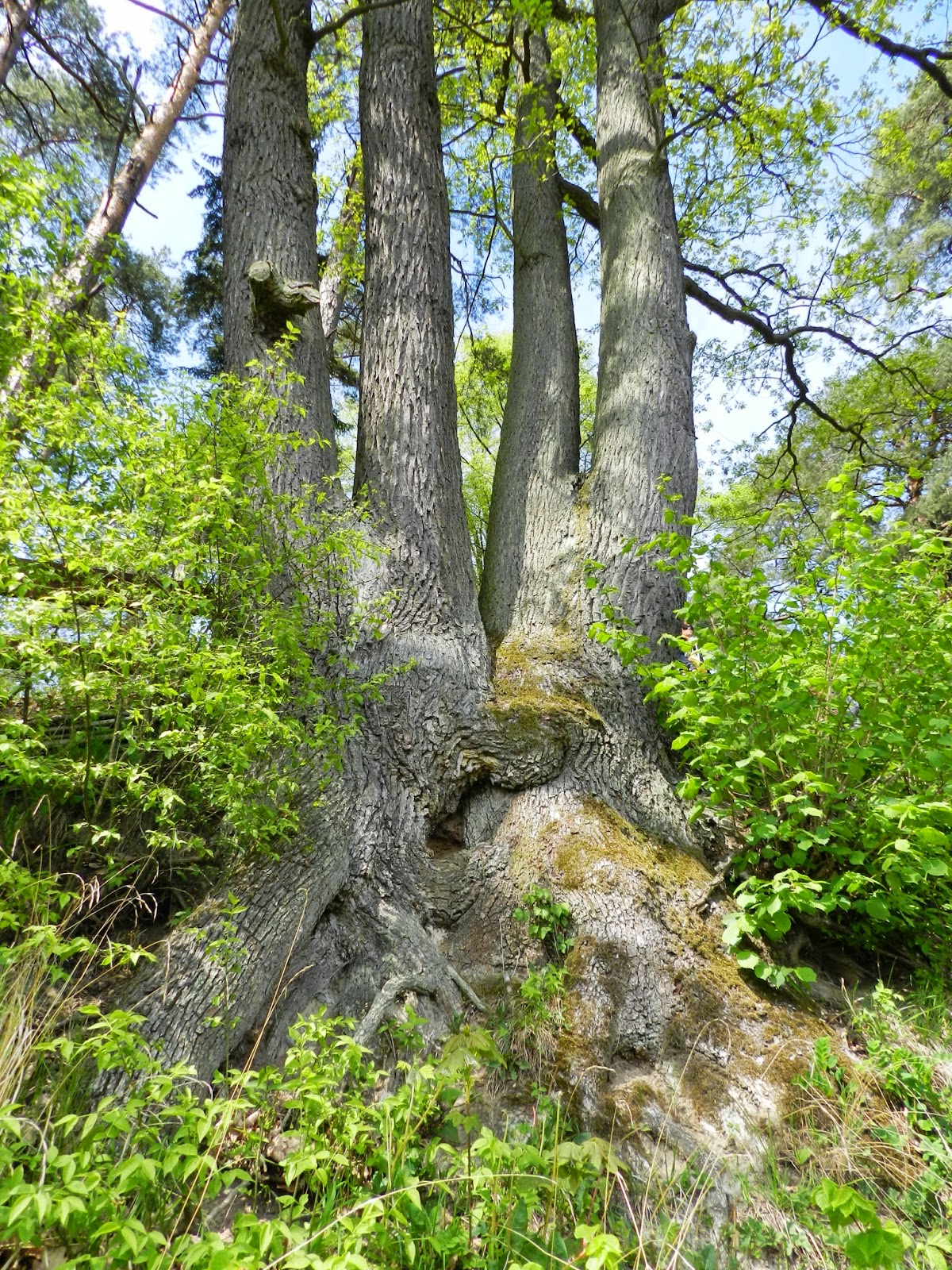 Unfade what fades: a garden of forking paths