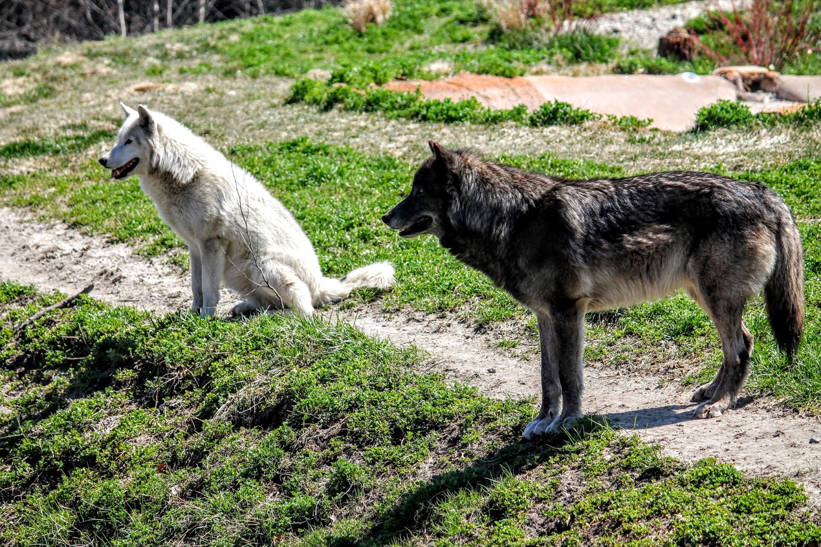 Lacing up my hiking boots A view of the wolves in southeast Michigan