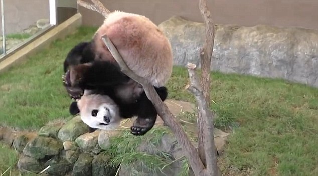 Hình ảnh gấu trúc Panda dễ thương và đáng yêu nhất