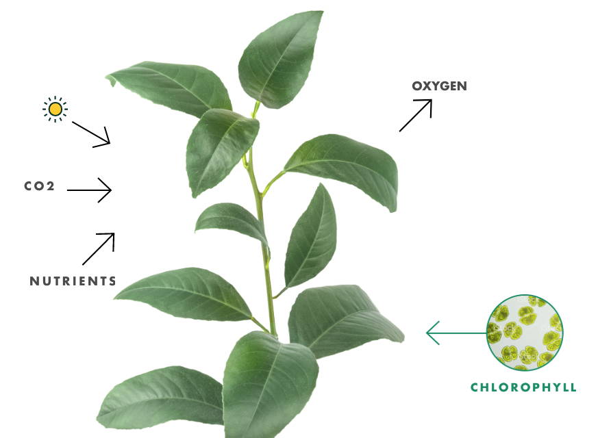 What is Chlorophyll Supplement Good for?