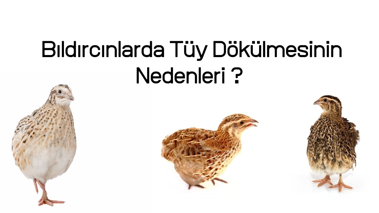 bildircinlarda tuy dokulmesinin nedenleri