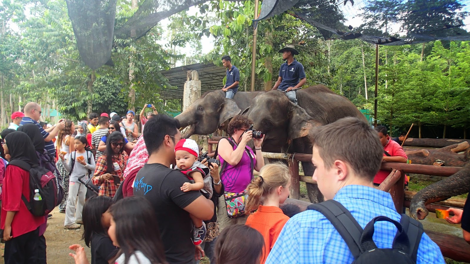 Kuala Gandah Elephant Sanctuary Adventure Tours Kuala Gandah Elephant