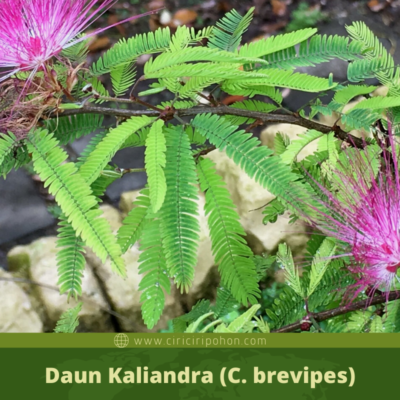 Ciri Ciri Pohon Kaliandra (Calliandra) Di Alam Liar