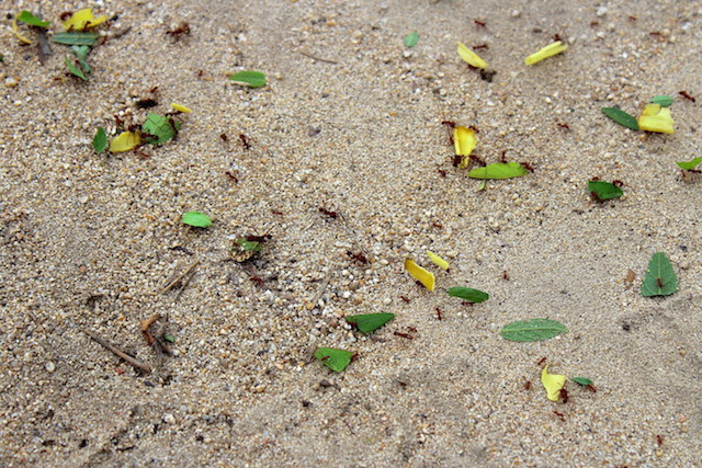 Giant ants in Tayrona National Park, Colombia