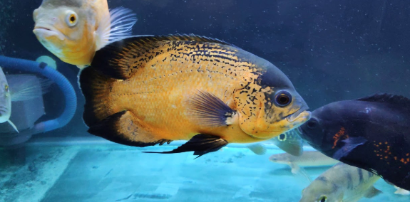 Featured image of post Ikan Oscar Terbesar Walau demikian ikan oscar juga terkenal