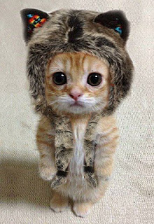 Kucing imut menggunakan topi