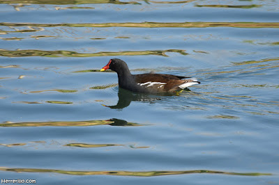 Polla d'aigua (Gallinula chloropus)