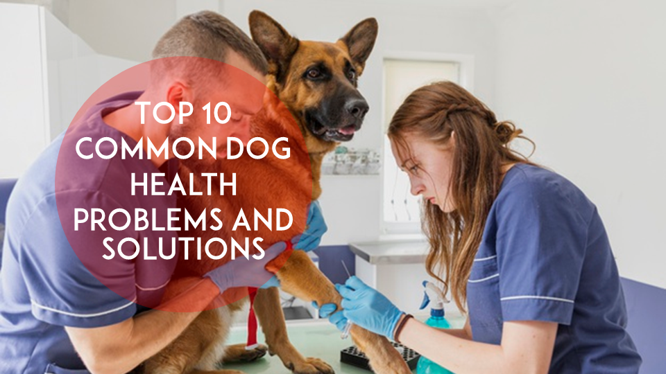 Top 10 common dog health problems and solutions
