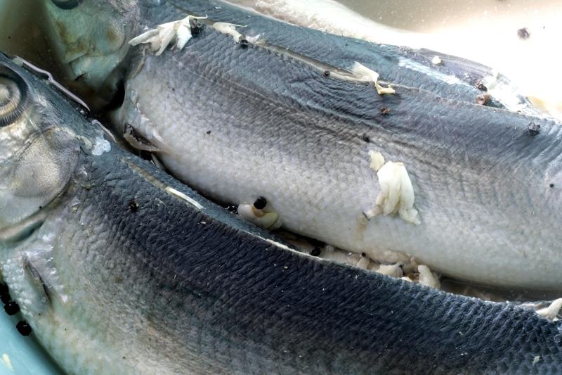 How to Cook Frozen Milkfish with 4 Easy Methods? Frozen Milkfish, Buy
