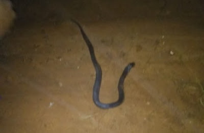 School Resumption: Student Raises Alarm As Snakes Take Over His Room In DELSU