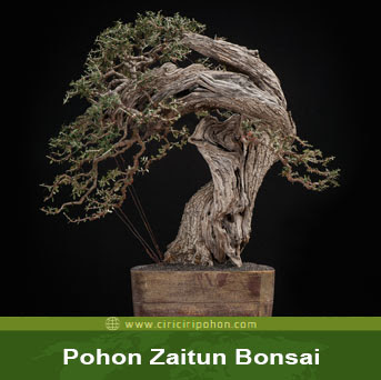 ciri ciri pohon zaitun bonsai