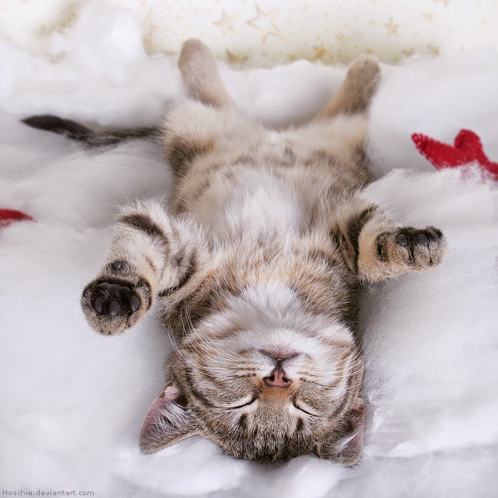 Berita Unik Menarik 150 Gambar Kucing Lucu Imut Anggora Persia