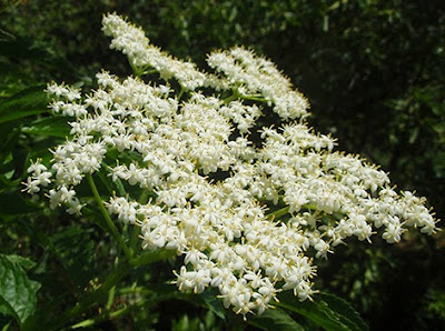 Sauco (Sambucus nigra)flor blanca