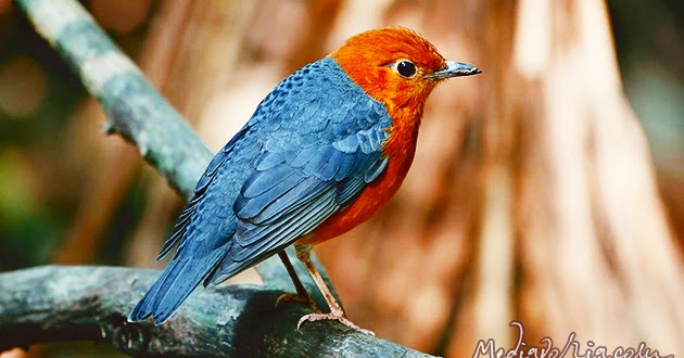 Fakta Menarik tentang Burung dan Beberapa Gambar Burung di Indonesia