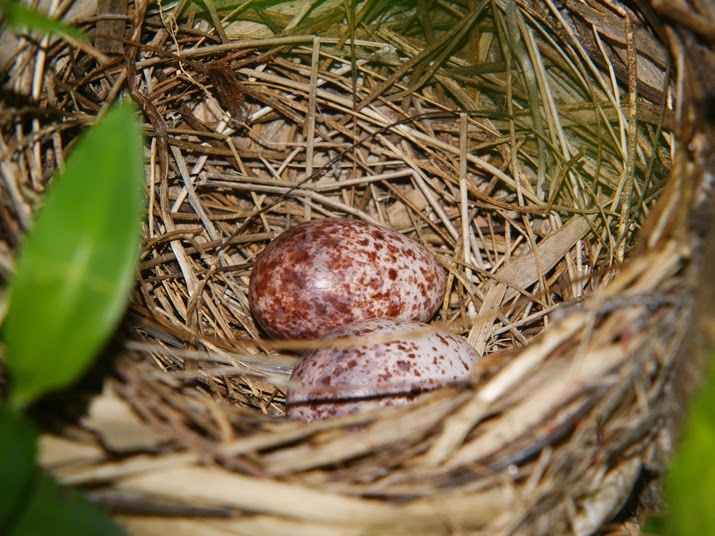 Types of Bird Nest