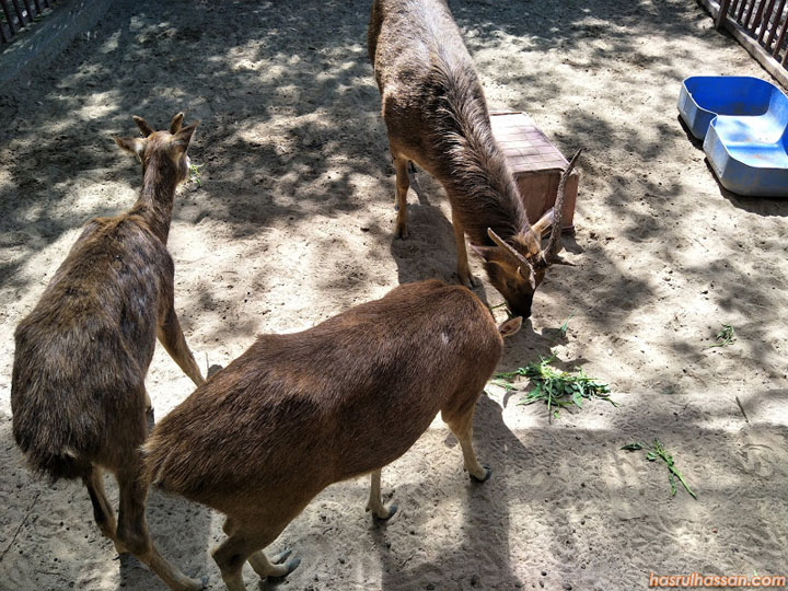 Pengalaman Beri Makan Rusa di Langkawi Wildlife Park