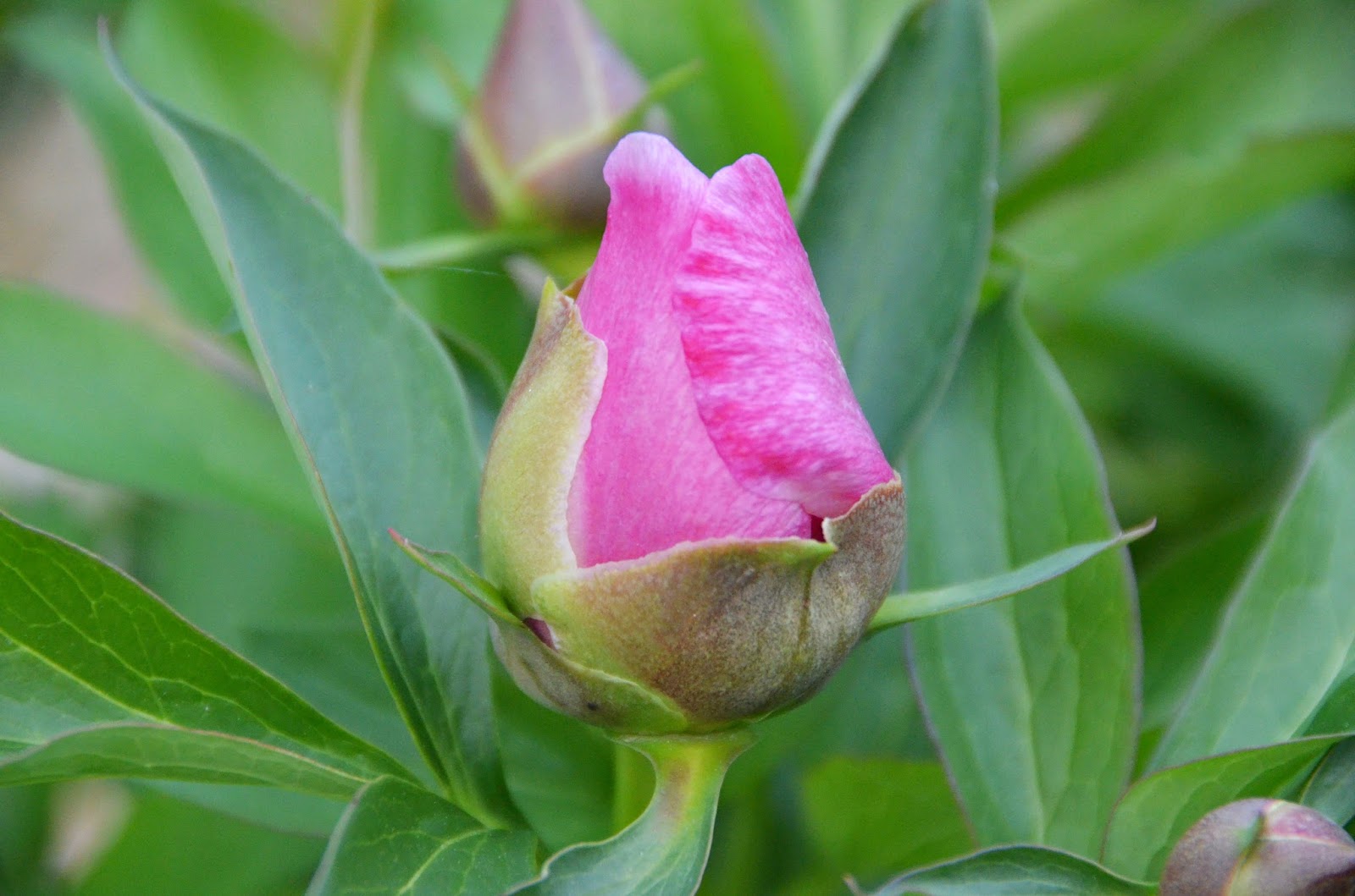 Southern Peony 2016 Intersectional Peony Buds