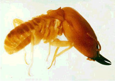 The Labors of Ki'shto'ba Huge-Head: Termite Microphotos: How I Designed ...