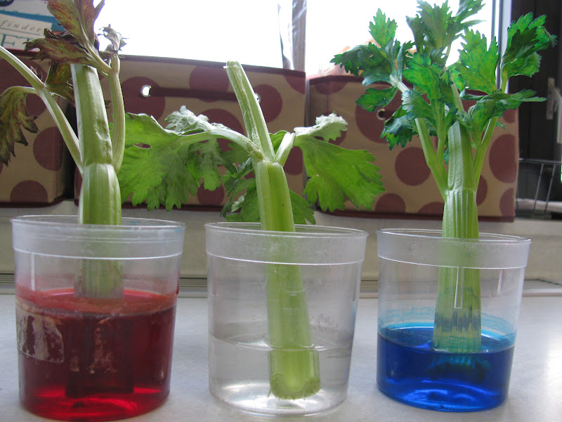 Mrs. R's 3rd Grade Rascals: Celery Experiment
