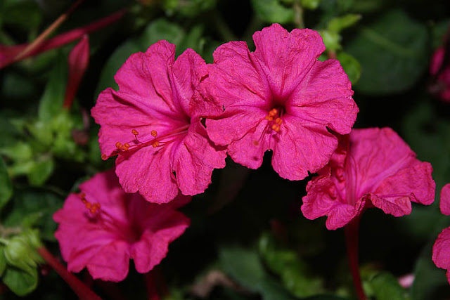 Mirabilis jalapa (The four o'clock flower) pink flowers close-up