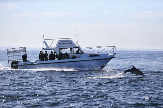 Dolphins in False Bay, South Africa