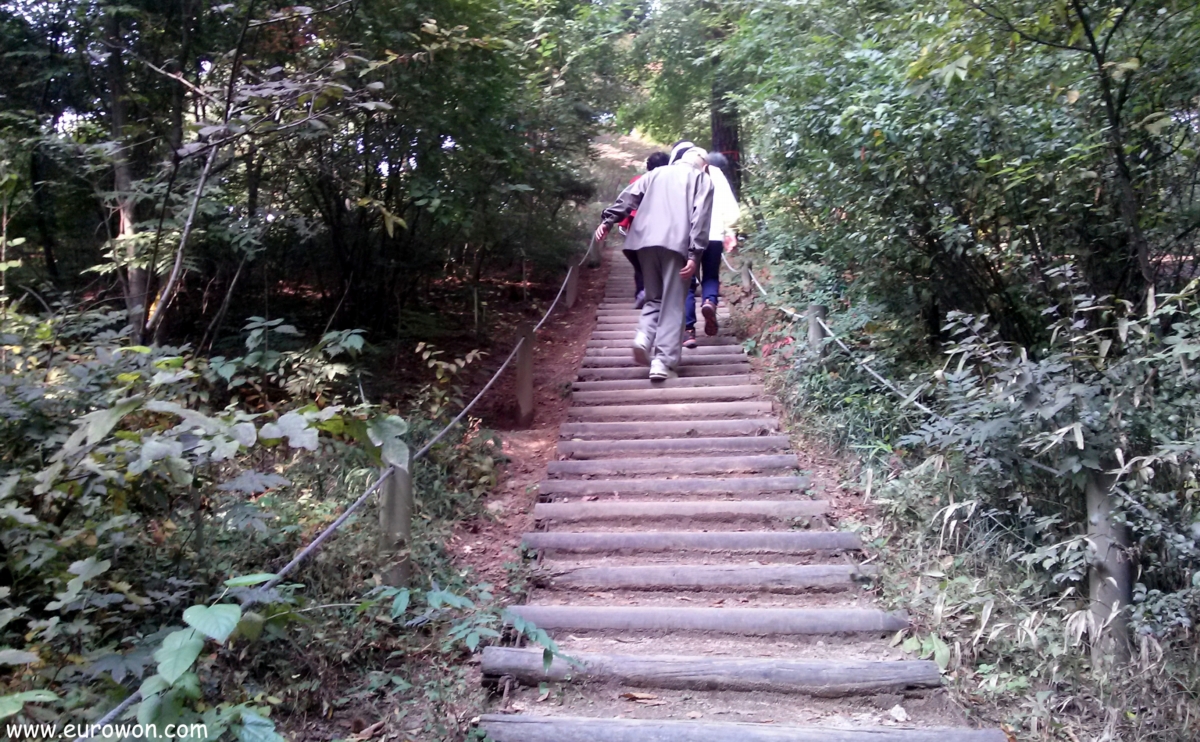 Escaleras de madera en un bosque coreano