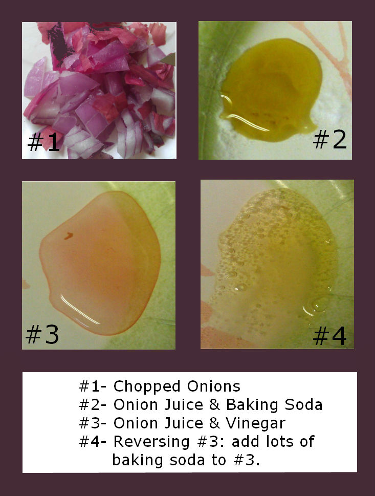 Active Onions Science Experiment, Giveaways Guest Post!! Preschool Powol Packets