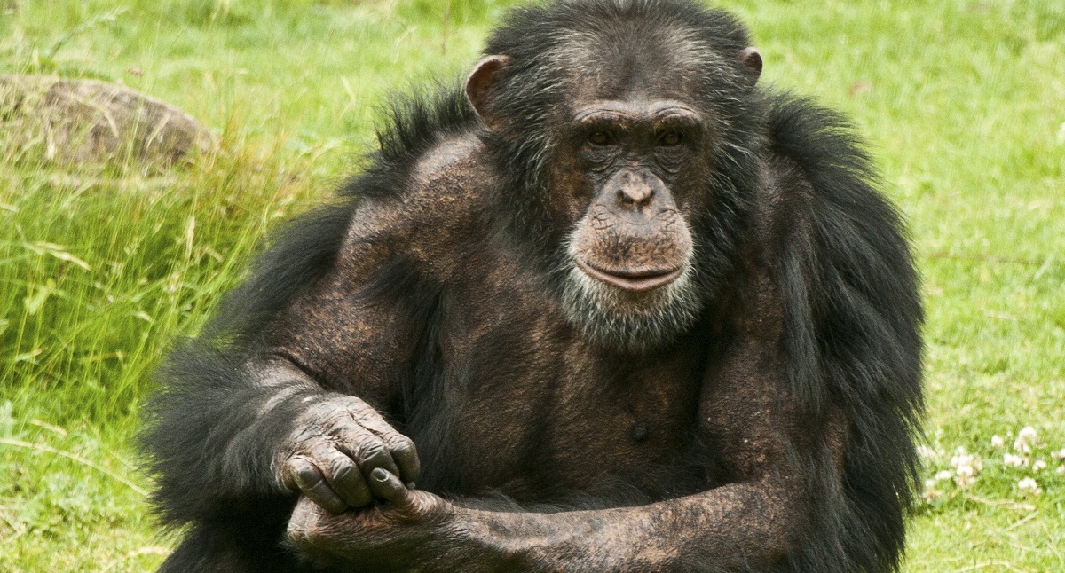 chimpanzee monkey images chimpanzee monkey images