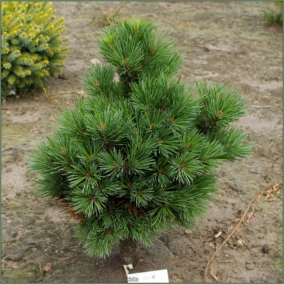 Шервуд компакт. Сосна Горная Шервуд. Pinus aristata Sherwood Compact. Сосна Шервуд компакт. Сосна Горная Sherwood Compact.