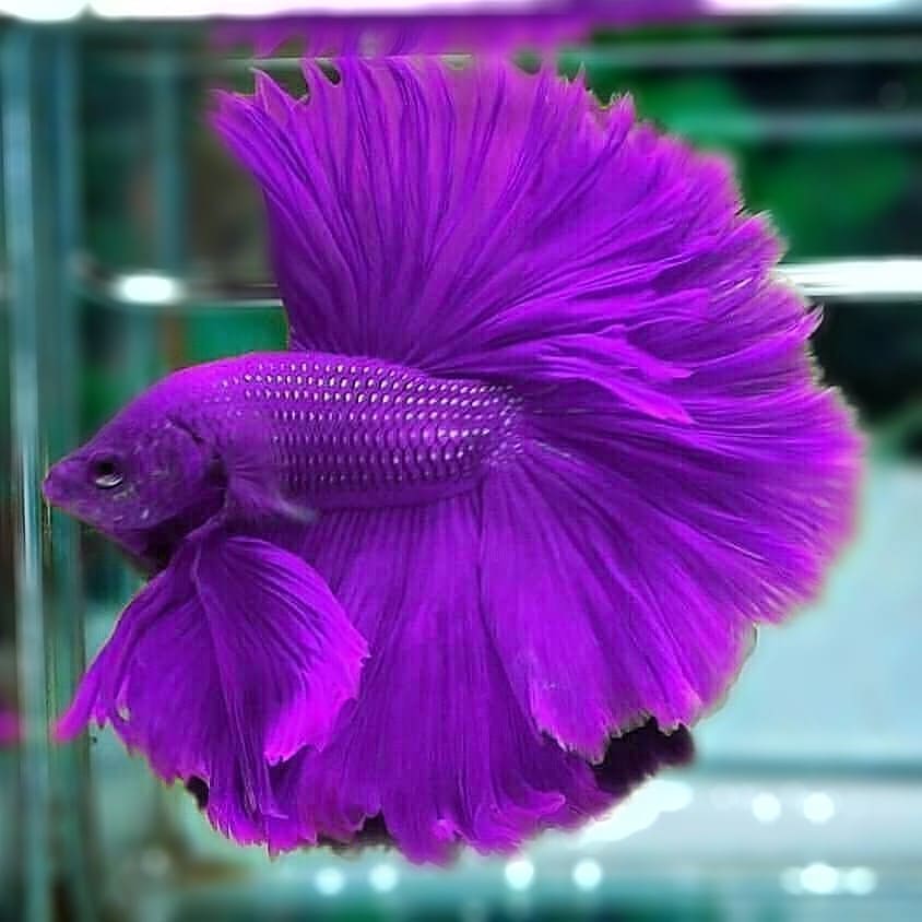 Purple Betta Fish - asdxf2
