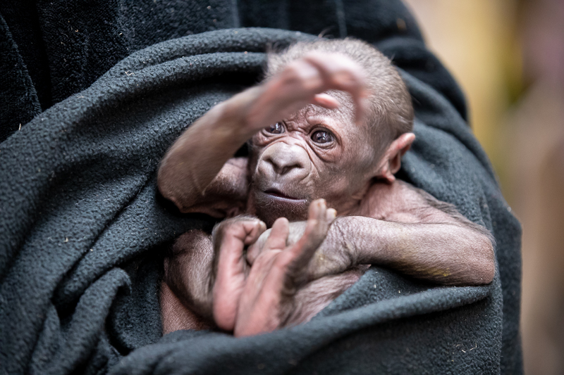 Baby's bad hair day! Three-week-old mountain gorilla sports an