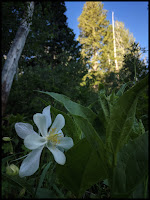White Columbine White Columbine