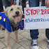 ΚΑΤΑ ΤΟΥ BREXIT! Γιατί οι σκύλοι διαμαρτύρονται στην Μ. Βρετανία...