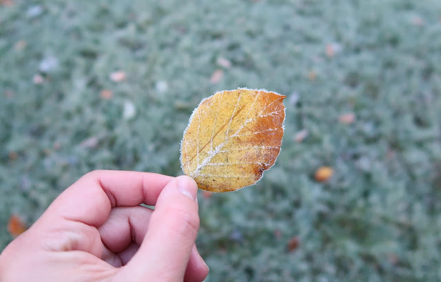 frozen leaf