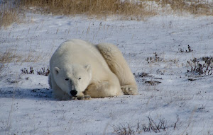 Bear in Churchill