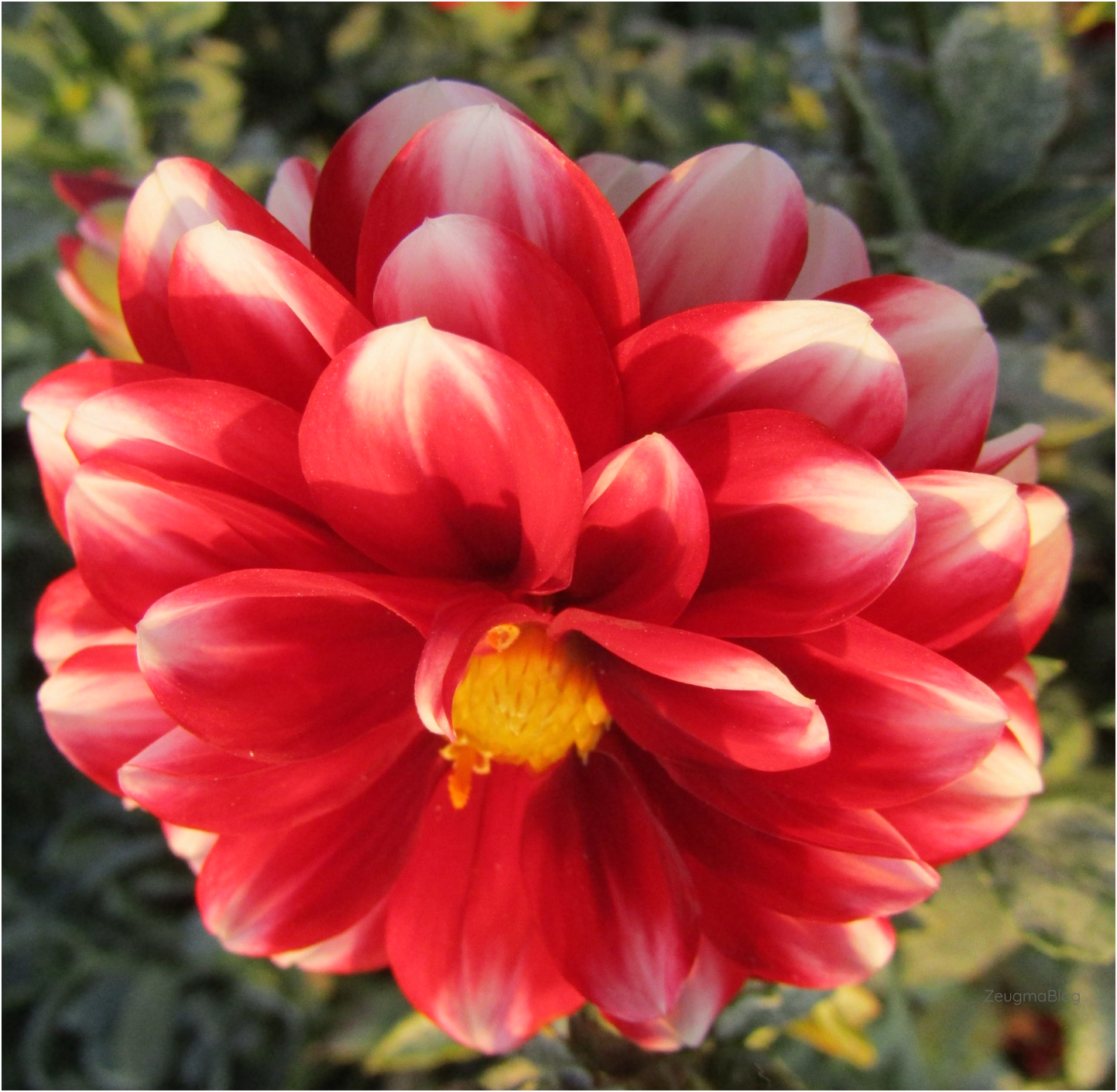 Zeugma Krizantemin Hikayesi