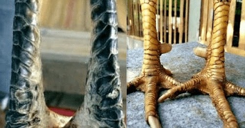 Bentuk Dan Model Kaki Ayam Petarung Pukul Saraf Ko Ayam Bangkok Pukul Ko Berikut Ciri Cirinya Lentera Inspiratif Tikka Masala