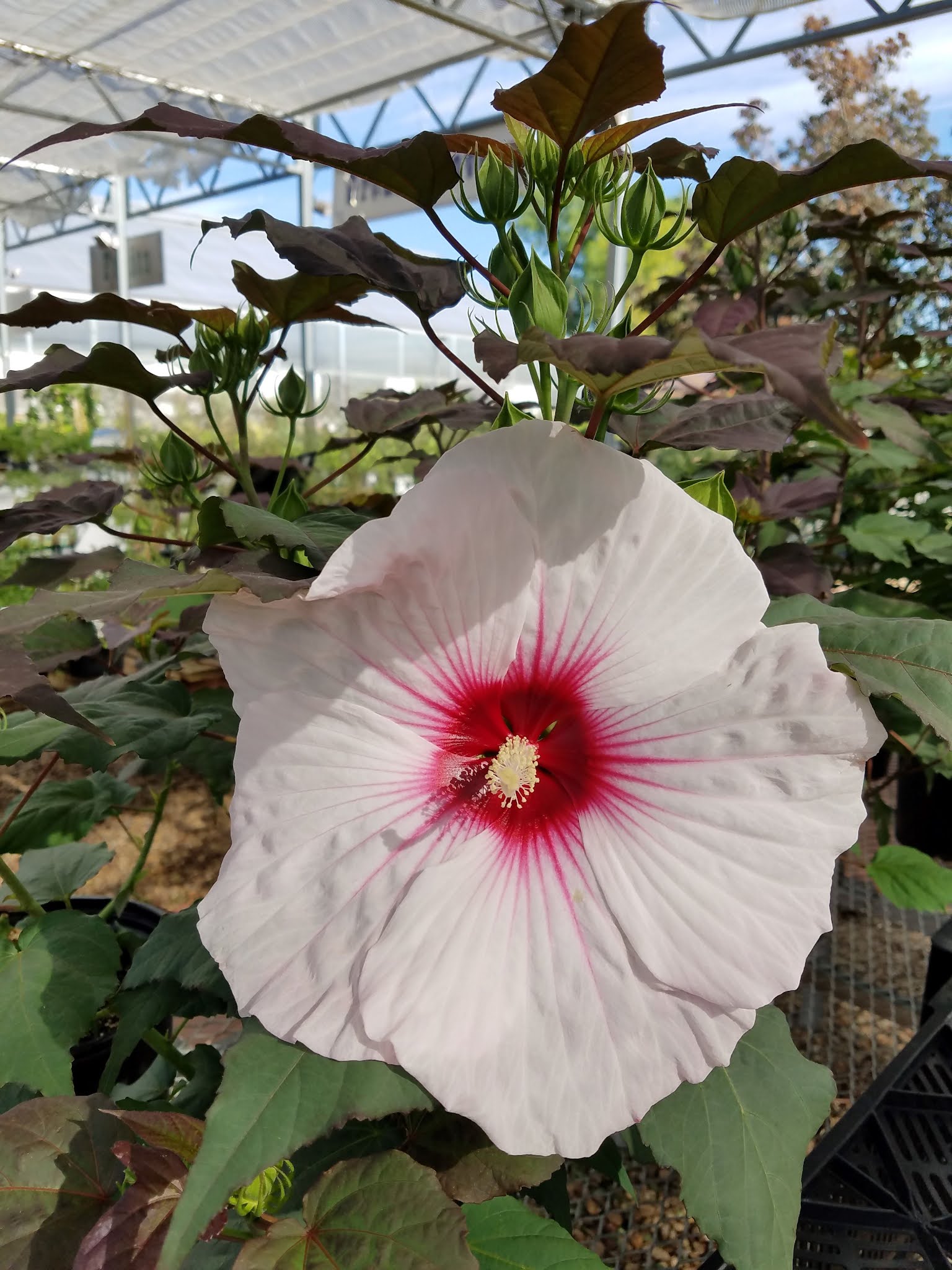 The Flower Bin Now’s the Time to Plant Hardy Hibiscus