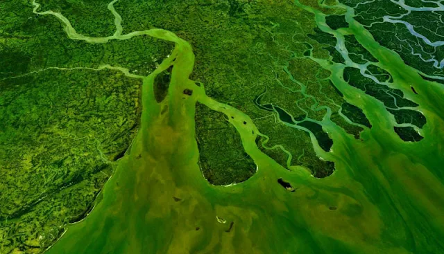 Gambar Delta Sungai Gangga yang unik